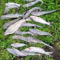 TikTok Account - dannymoseley