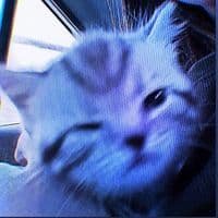 TikTok Account - cupidzaudioz