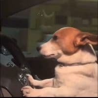 TikTok Account - perrito.chofer