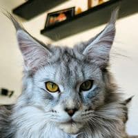 TikTok Account - anakin_and_arya