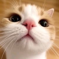 TikTok Account - 8notaz