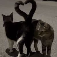 TikTok Account - heartz.4.music0