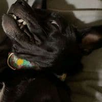 TikTok Account - lilchunkylunky