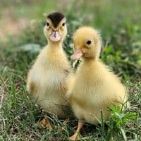 TikTok Account - ilovepets478