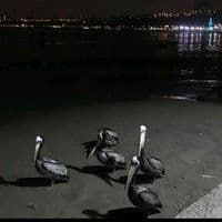 TikTok Account - sr_sanchez.10