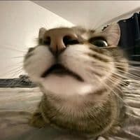 TikTok Account - yobgibq