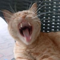 TikTok Account - fanny.cilps.fanny