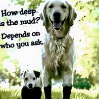 TikTok Account - friendlydih