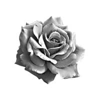 TikTok Account - mzzvxx