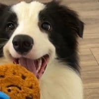 TikTok Account - doggie.fashion.ci