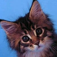 TikTok Account - naif7ommde