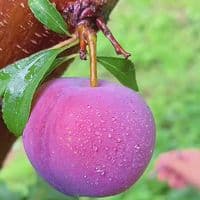 TikTok Account - fruits_911