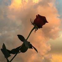 TikTok Account - 12nnnn_nnnn12