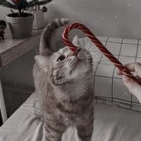 TikTok Account - opiaauds