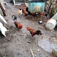 TikTok Account - reklama1111