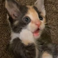 TikTok Account - fayelico