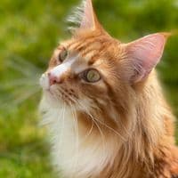 thelowesandfurbabies