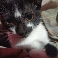 TikTok Account - alexia182838