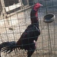 TikTok Account - ayam.black3