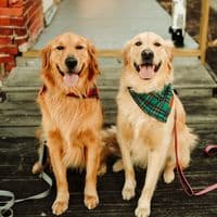 TikTok Account - sylvieandshiloh