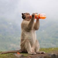 TikTok Account - newmusicmoods