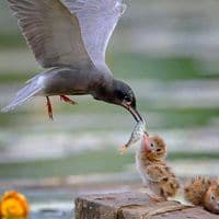 TikTok Account - ismail_kabanle