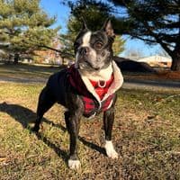 TikTok Account - bo_thebostonterrier