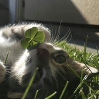 TikTok Account - lsyvrs