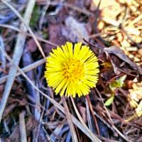 TikTok Account - japravoslavnaja