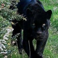 TikTok Account - anacondatradatoare