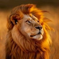 TikTok Account - __citate02