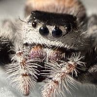 TikTok Account - thornspood