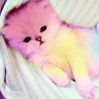 TikTok Account - fwquiv