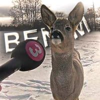 TikTok Account - benim6525