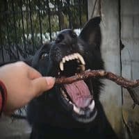 TikTok Account - .animals.edit_