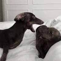 TikTok Account - ostrovskq