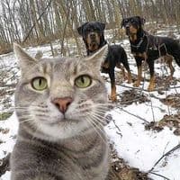 TikTok Account - starpet383