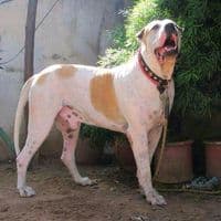 TikTok Creator - bullishokeen1