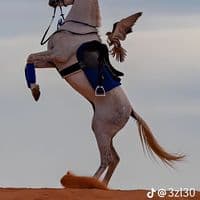 TikTok Account - salmam499