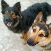 TikTok Account - amur_baron_i_ko