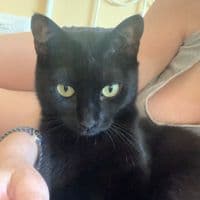 TikTok Account - palomalibre3536