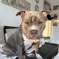 TikTok Account - chato_bully