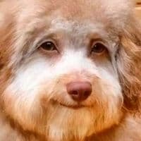 TikTok Account - sofiefredriksson