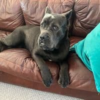 TikTok Account - raggyragnar