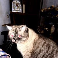 TikTok Account - ksaaaai