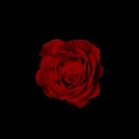 TikTok Account - wabsks