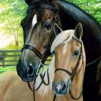 TikTok Account - user2803603156734