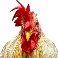 TikTok Account - mariapiu04