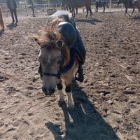 TikTok Account - inka...123