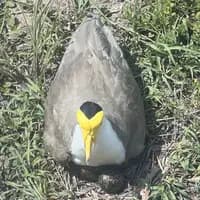 TikTok Account - chelsea_huntttt